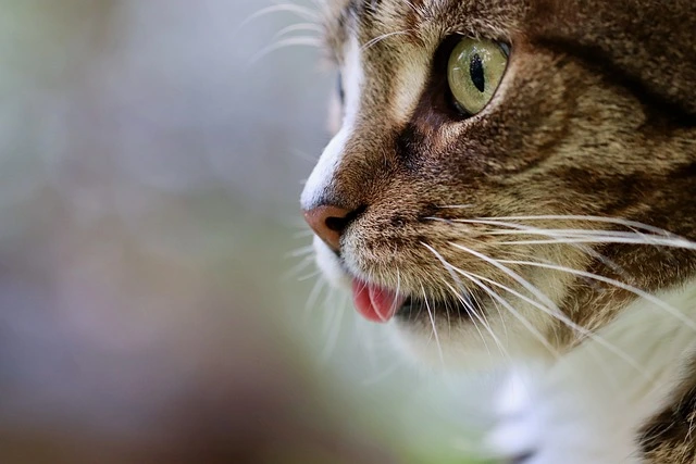 Naturopathe animalier Montpellier comportement