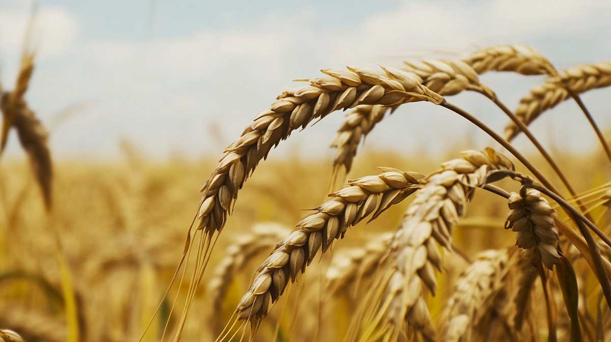 L’alimentation peut-elle prévenir ou aggraver ces affections