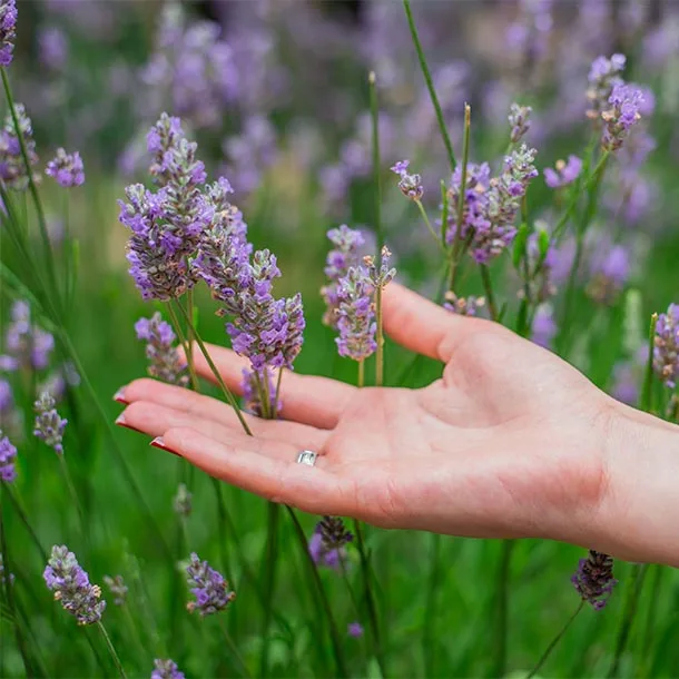 Pour quelles maladies la phytothérapie peut-elle être utile ?