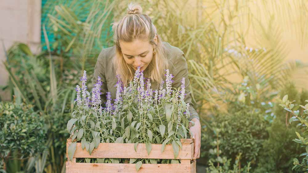 Calendrier des plantes aromatiques médicinales